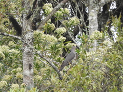 Patagioenas plumbea