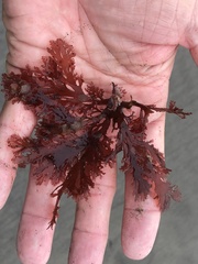 Callophyllis flabellulata