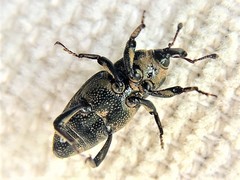 Sphenophorus venatus