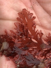 Callophyllis flabellulata