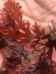 Callophyllis flabellulata