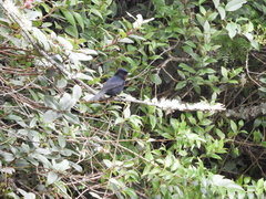 Knipolegus nigerrimus