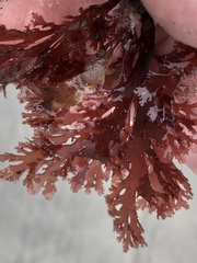 Callophyllis flabellulata