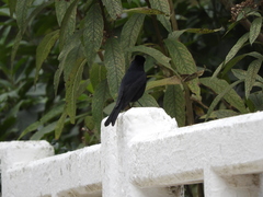 Knipolegus nigerrimus