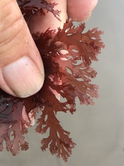 Callophyllis flabellulata