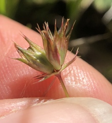 Trifolium oliganthum