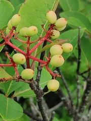 Viburnum cassinoides image