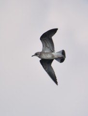 Larus canus