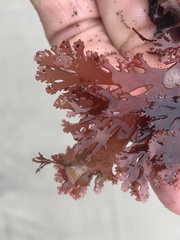 Callophyllis flabellulata