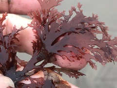 Callophyllis flabellulata