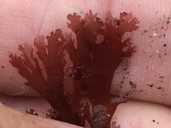 Callophyllis flabellulata