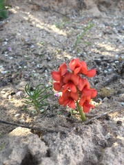 Indigofera procumbens