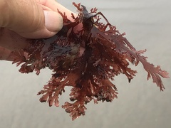 Callophyllis flabellulata