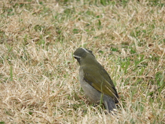 Saltator maxillosus