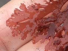 Callophyllis flabellulata