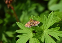 Pyrausta aurata