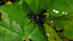 Brachygastra augusti