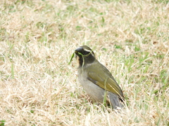Saltator maxillosus