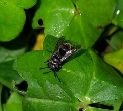 Brachygastra augusti