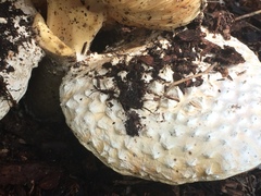 Amanita magniverrucata