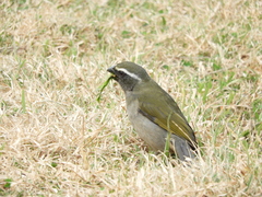 Saltator maxillosus