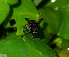 Brachygastra augusti