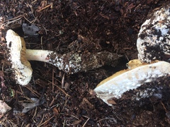 Amanita magniverrucata