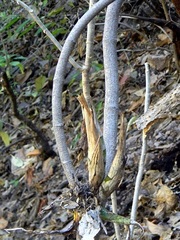 Cyrtopodium macrobulbon