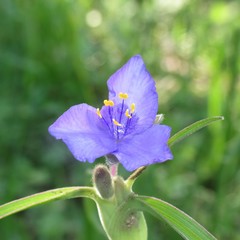 Tradescantia occidentalis