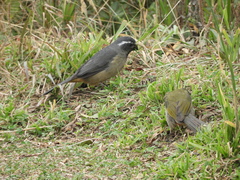 Saltator maxillosus