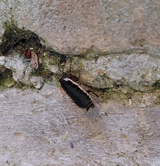 Loboptera