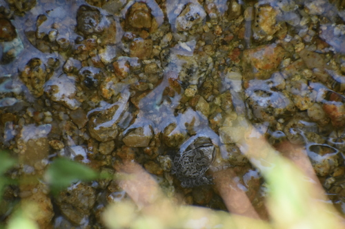 iNaturalist observation photo of Pacific chorus frog