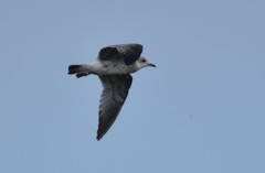 Larus canus