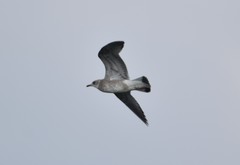 Larus canus