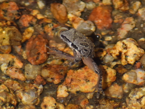 iNaturalist observation photo of Pacific chorus frog