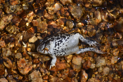 iNaturalist observation photo of Yosemite Toad