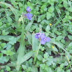 Tradescantia occidentalis