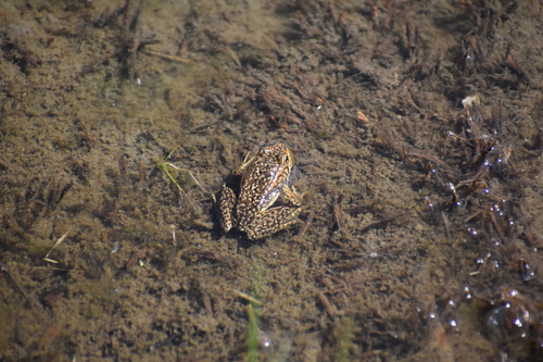 iNaturalist observation photo of Sierra Nevada Yellow-legged Frog