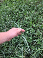 Paspalum vaginatum