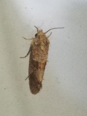 Acrolophus panamae