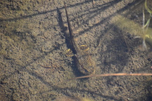 iNaturalist observation photo of Sierra Nevada Yellow-legged Frog