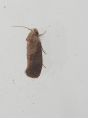Acrolophus panamae