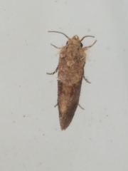 Acrolophus panamae