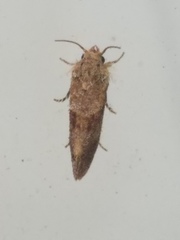 Acrolophus panamae