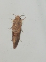 Acrolophus panamae