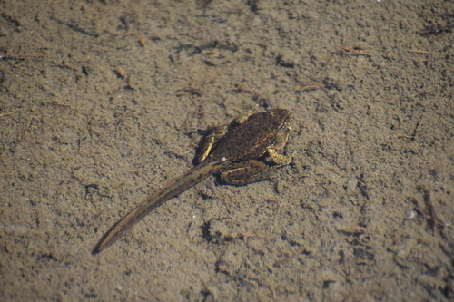 iNaturalist observation photo of Sierra Nevada Yellow-legged Frog