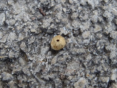 Cynips agama