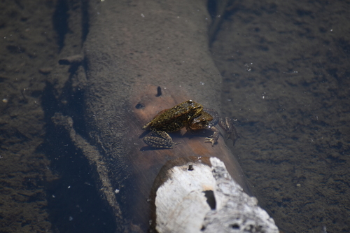 iNaturalist observation photo of Sierra Nevada Yellow-legged Frog