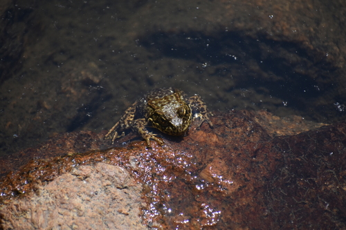 iNaturalist observation photo of Sierra Nevada Yellow-legged Frog