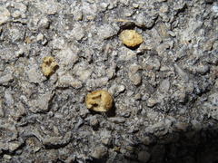 Cynips agama